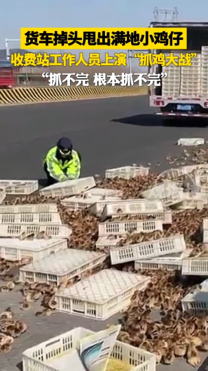 货车调头甩出一车“萌鸡”，收费站工作人员秒变抓鸡小分队
