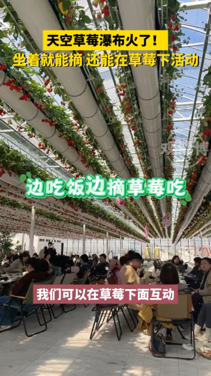 天空草莓瀑布火了!坐着就能摘，还能在草莓下活动