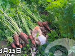 爷爷拔萝卜兔子躺着吃