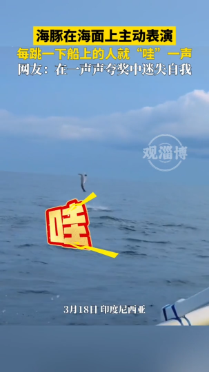 人们在海上追海豚，海豚在“哇”声中卖力表演