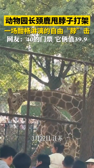动物园长颈鹿甩脖子打架，一场酣畅淋漓的自由“脖”击