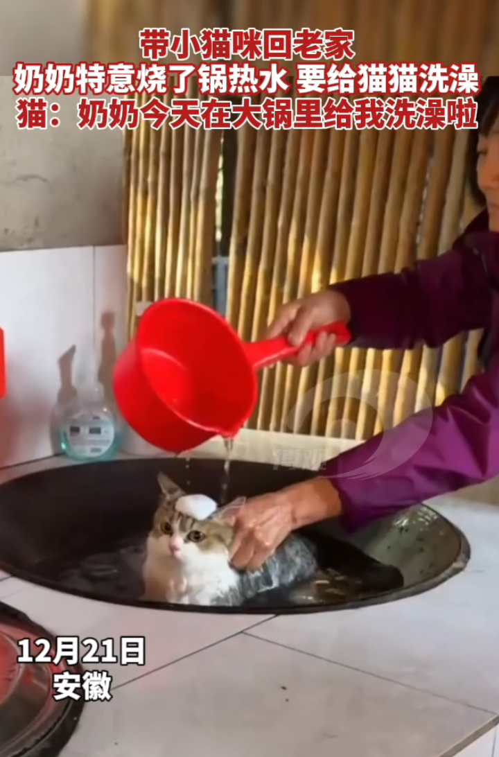 带小猫咪回老家