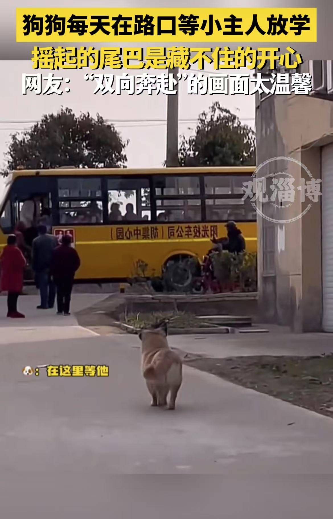 狗狗每天在路口等小主人放学，摇起的尾巴是藏不住的开心