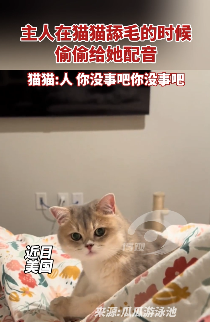 主人在猫猫舔毛的时候偷偷给它配音