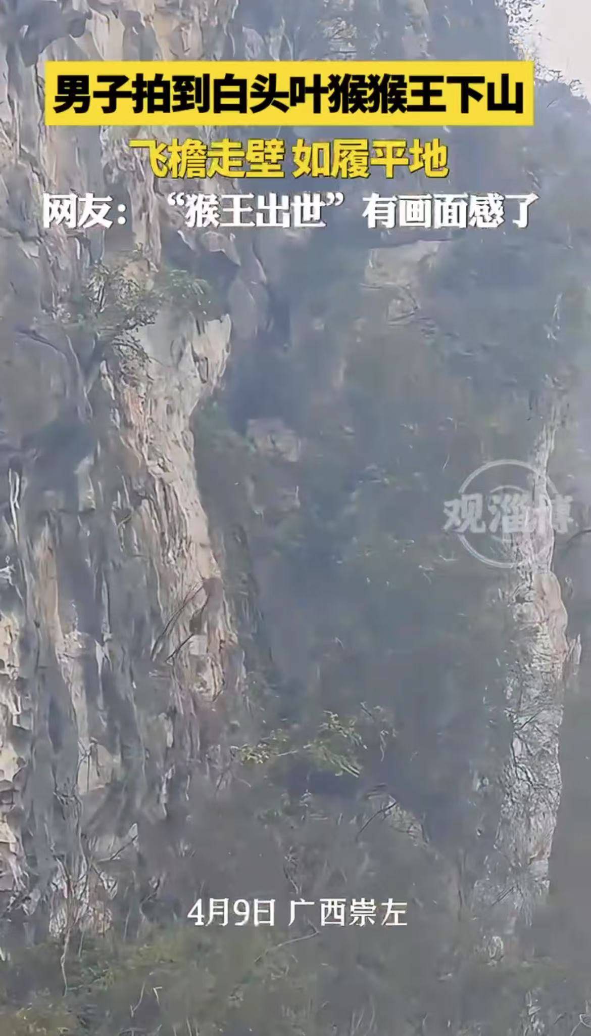 男子拍到白头叶猴猴王下山，飞檐走壁，如履平地