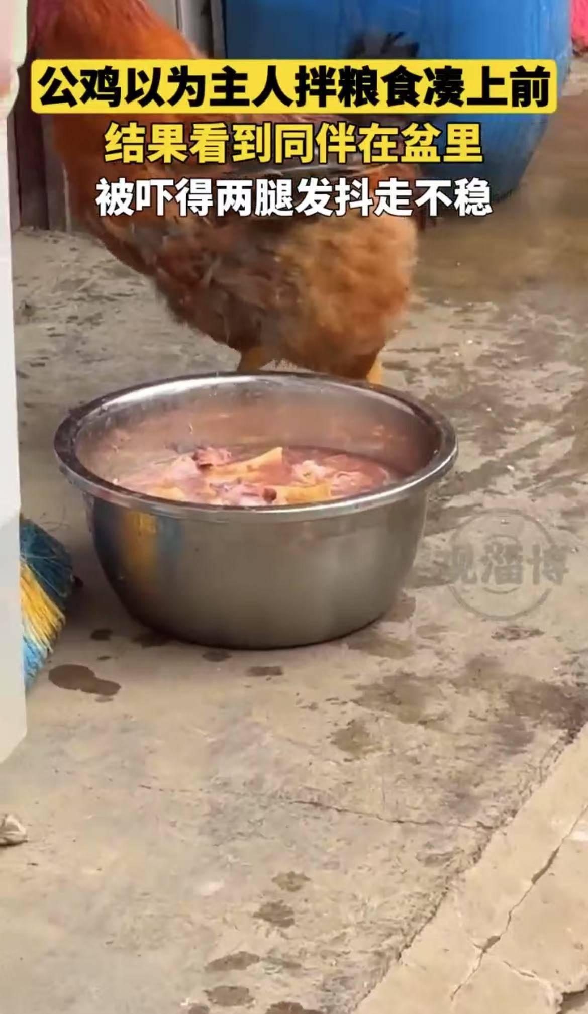 公鸡以为主人拌粮食凑上前，结果看到同伴在盆里