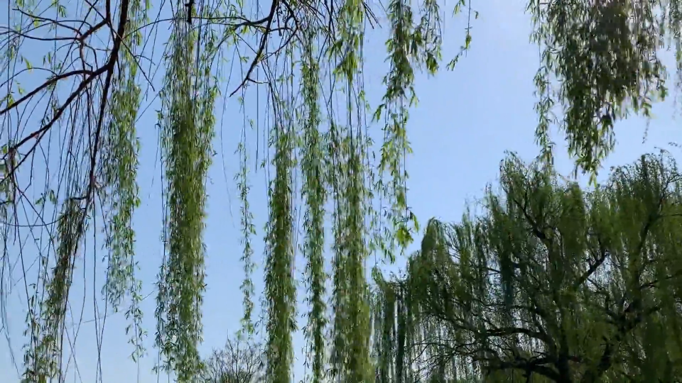 我市发布预警   大风降温天气来临