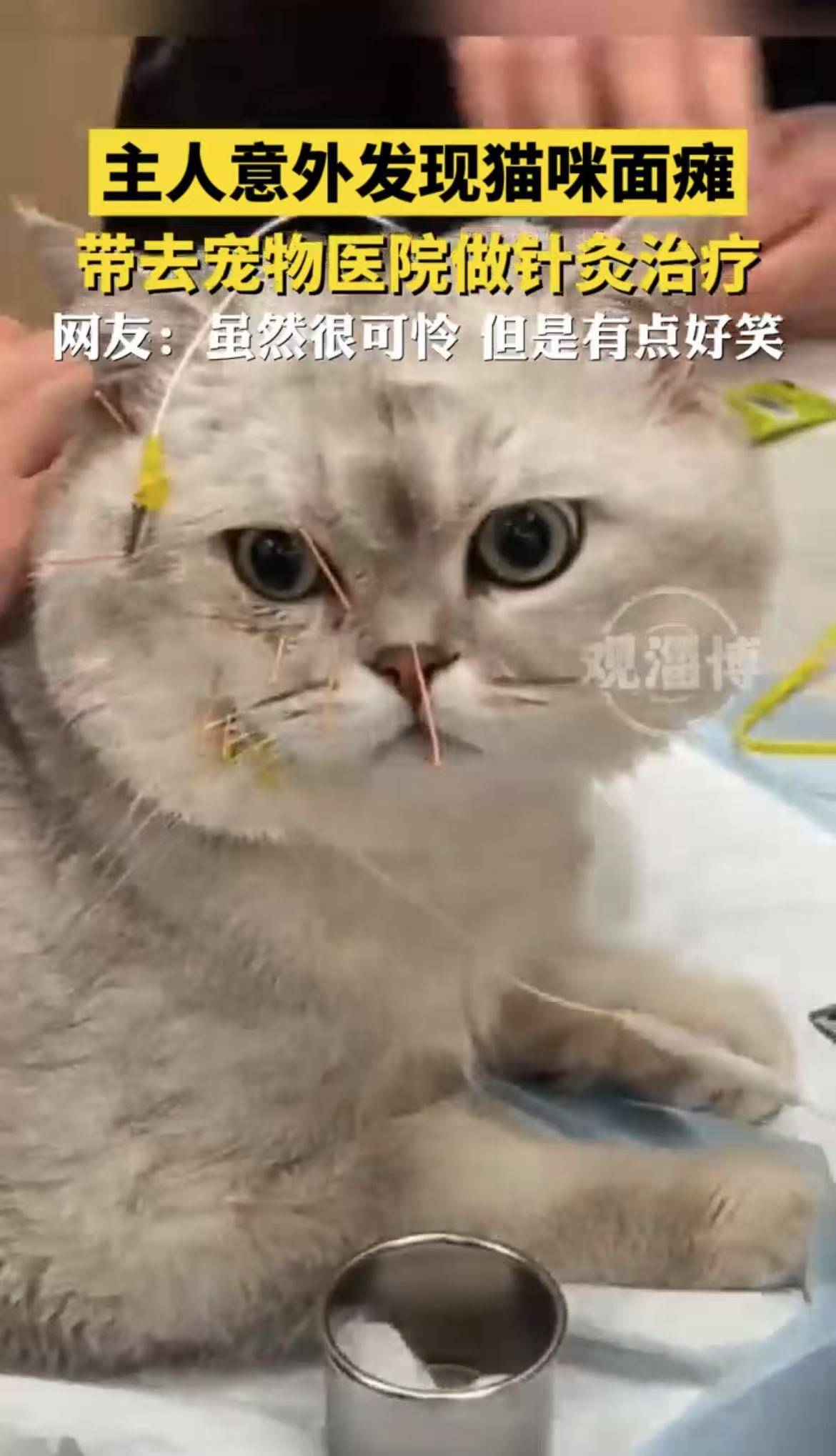 主人意外发现猫咪面瘫，带去宠物医院做针灸治疗