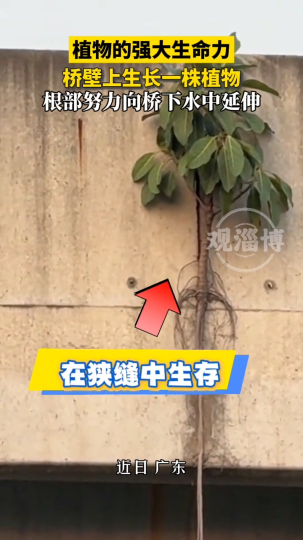 植物的强大生命力，桥壁上生长一株植物，根部努力向桥下水中延伸