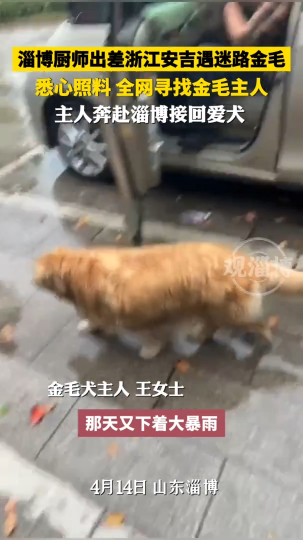 淄博厨师出差浙江安吉遇迷路金毛，悉心照料，全网寻找金毛主人