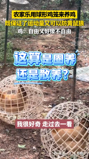 农家乐用球形鸡笼来养鸡，既保证了运动量又可以防黄鼠狼