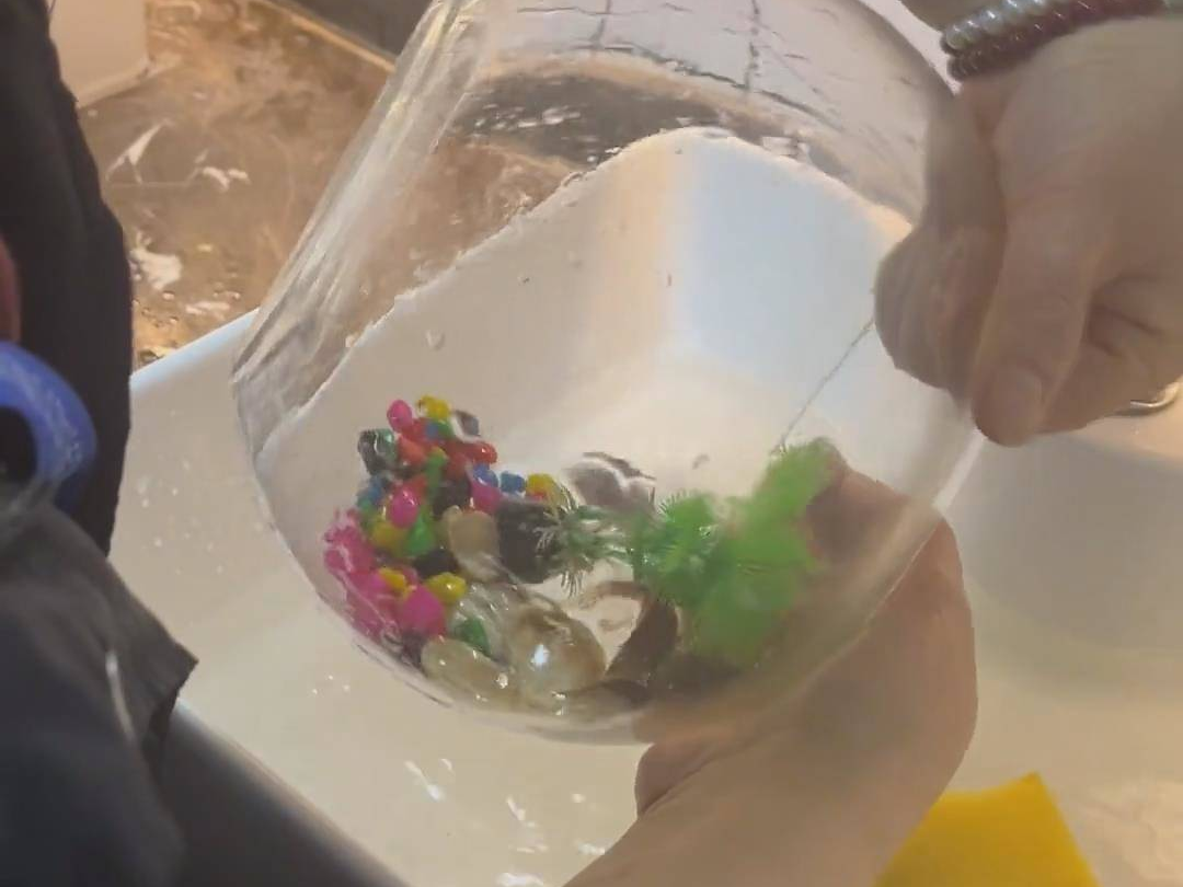 网友给鱼缸的鱼换水 鱼：烂命一条就是活