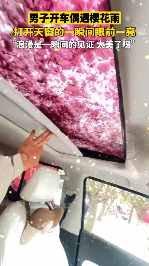 男子开车偶遇樱花雨，打开天窗的一瞬间眼前一亮