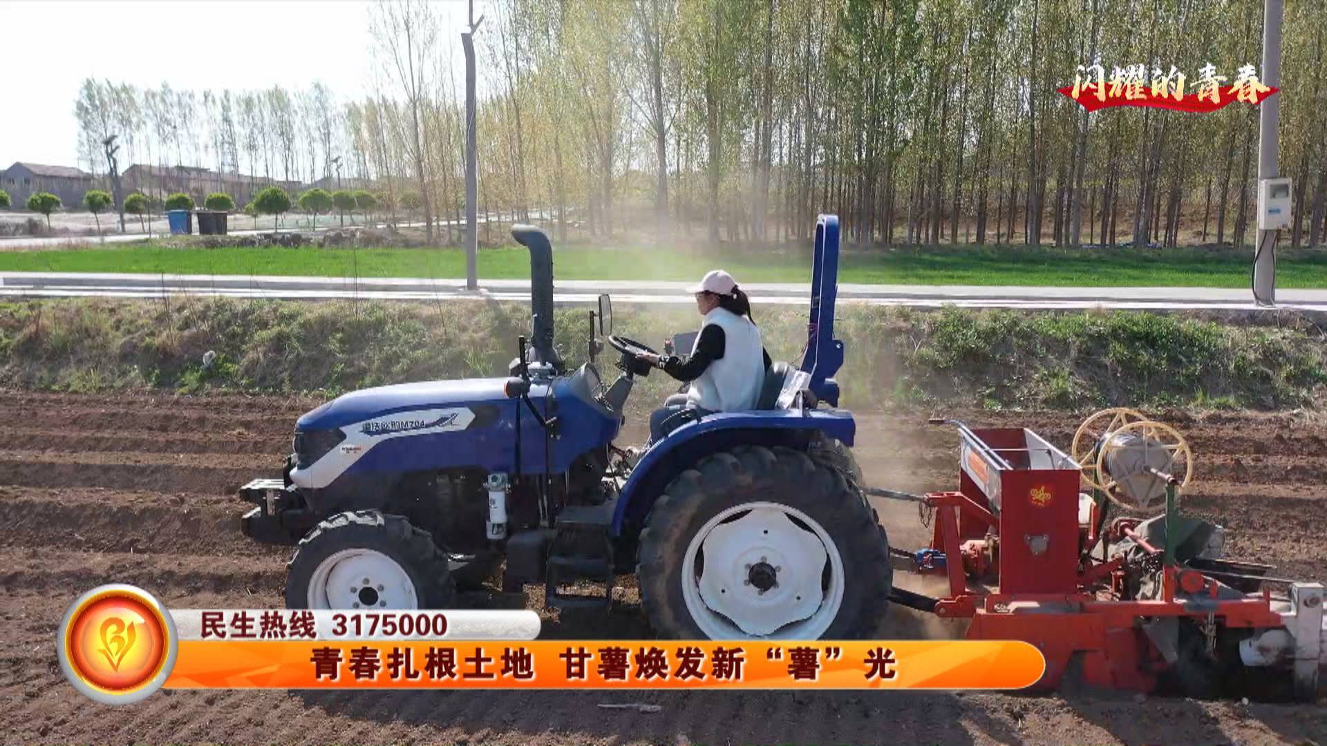 青春扎根土地 甘薯焕发新“薯”光