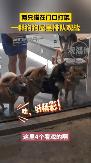 两只猫在门口打架，一群狗狗屋里排队观战