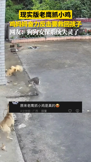 现实版老鹰抓小鸡，鸡妈妈奋力反击要救回孩子