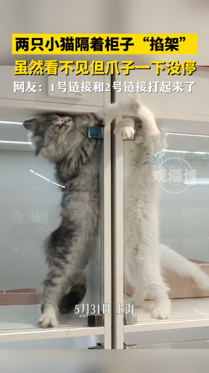两只小猫隔着柜子&ldquo;掐架&rdquo;，虽然看不见但爪子一下没停