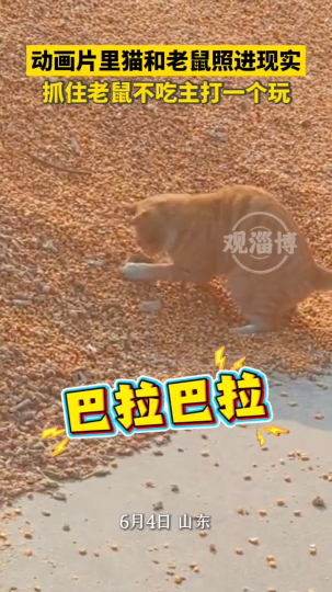 《猫和老鼠》动画片照进现实，猫咪抓住老鼠不吃主打一个玩