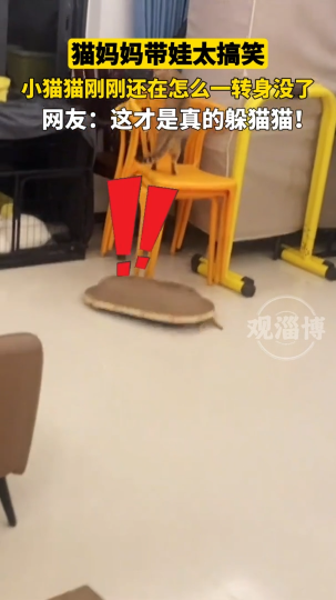 猫妈妈带娃太搞笑，一转身小猫不见了