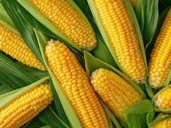 甜玉米和糯玉米怎样选更好？
