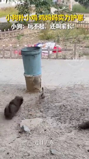 小狗扑小鸡，鸡妈妈实力护崽
