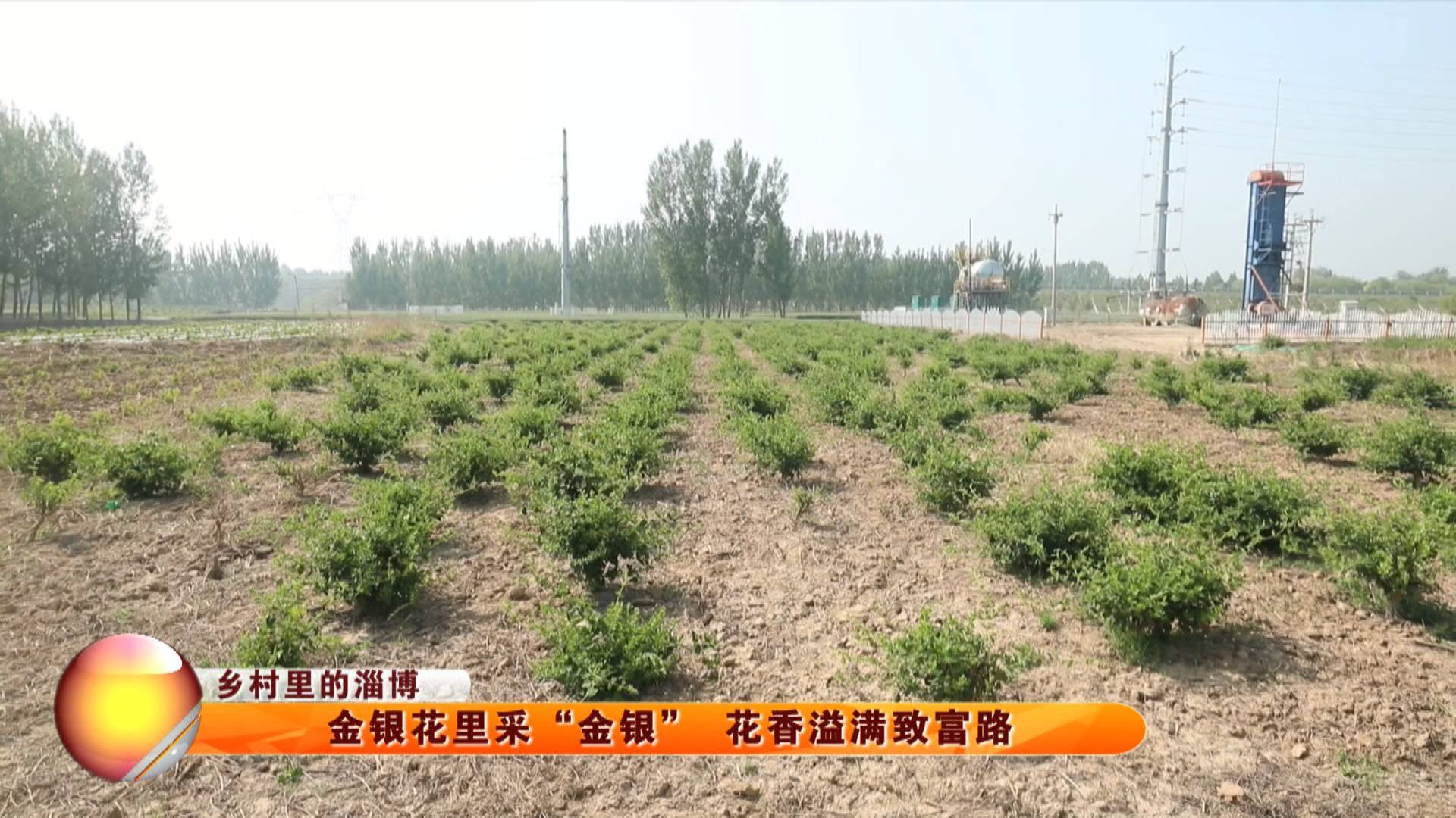 【乡村里的淄博】金银花里采“金银” 花香溢满致富路