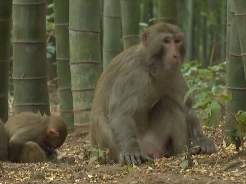江苏一景区“月均6万元收编泼猴”引关注 “人猴冲突”如何解决？