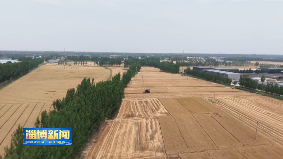【淄博新闻】我市“三夏”小麦机收任务全部完成