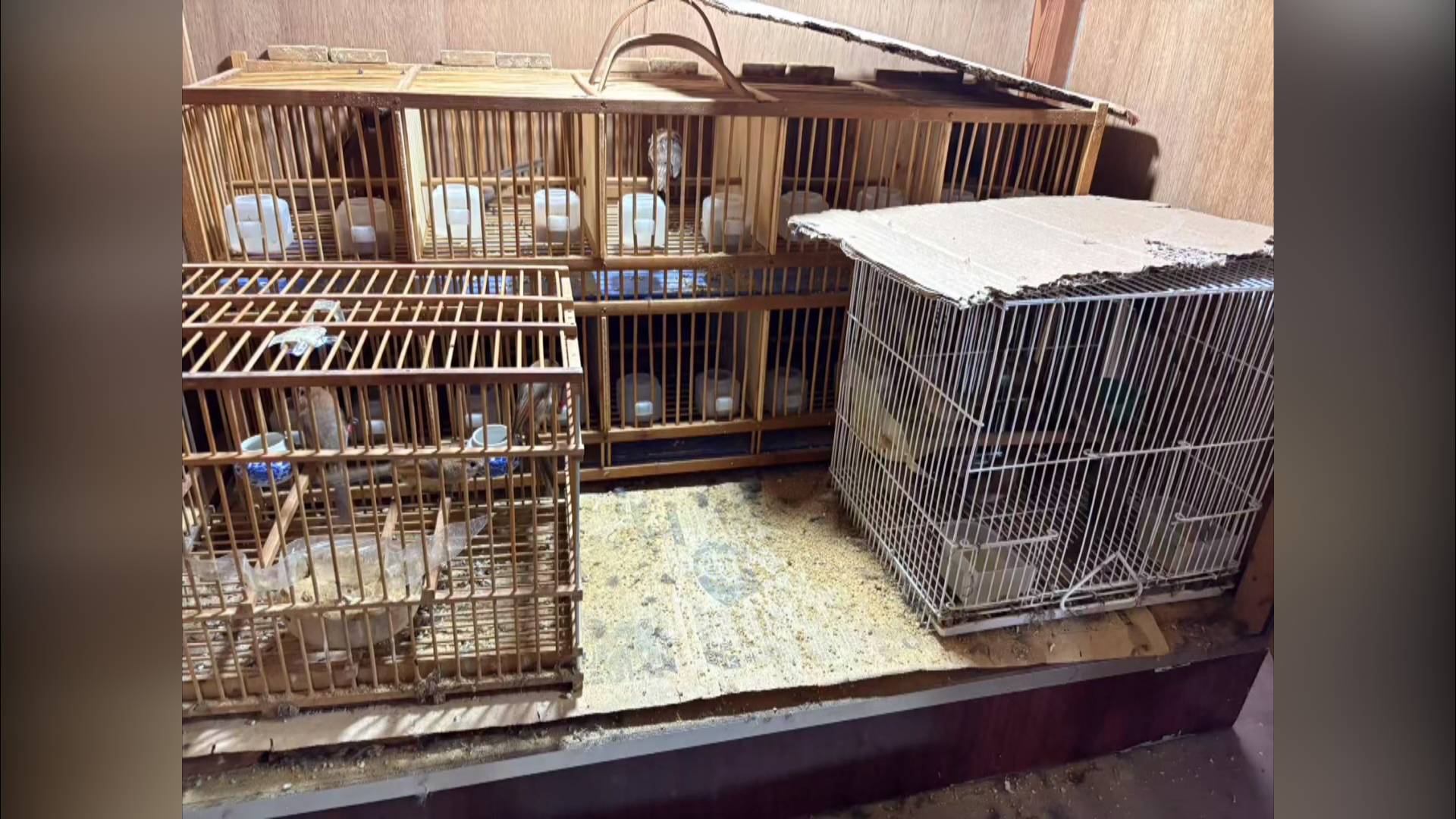 &ldquo;鸟笼&rdquo;变&ldquo;牢笼&rdquo; 兄弟二人被依法刑事拘留