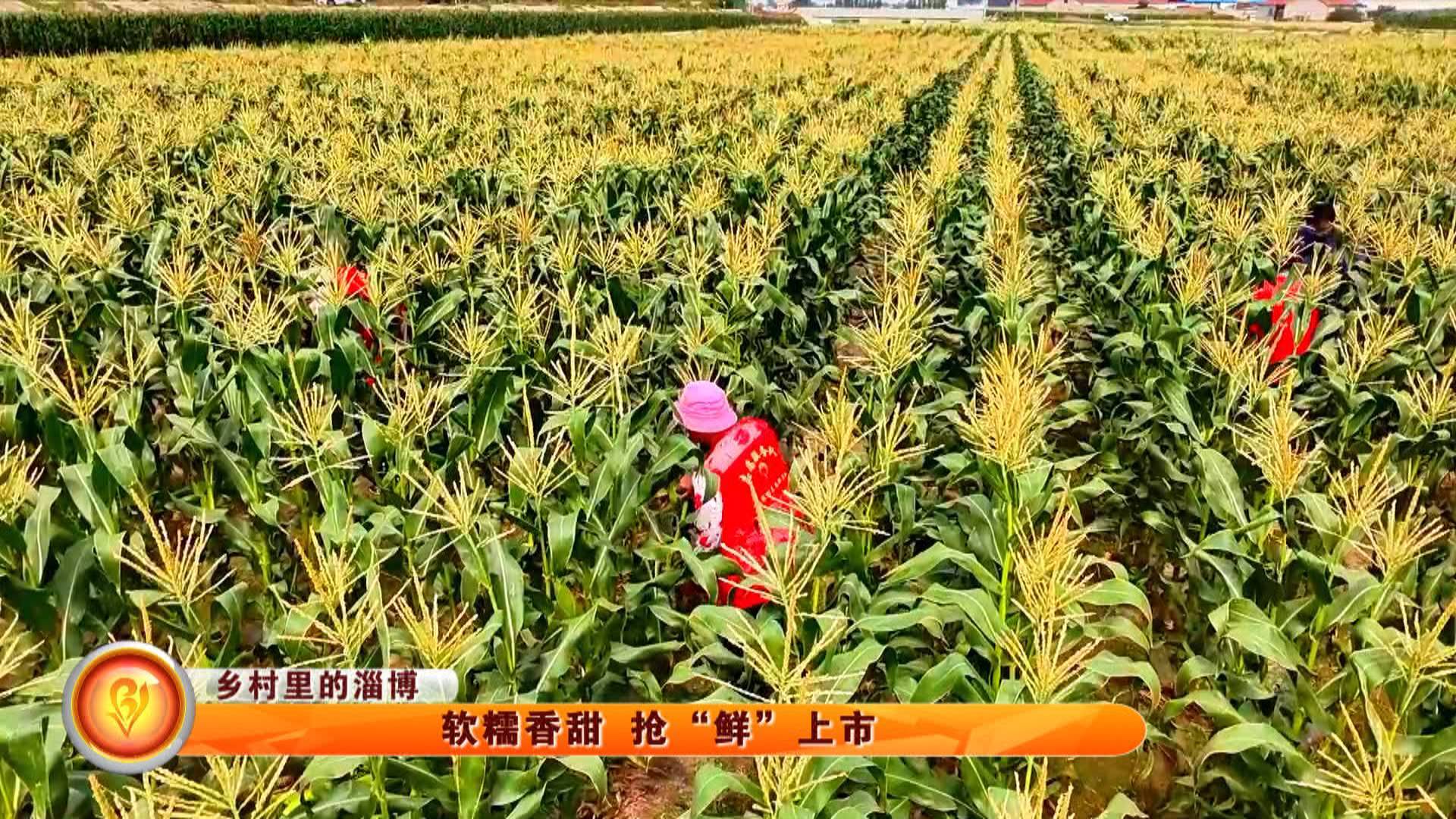 【乡村里的淄博】软糯香甜 抢“鲜”上市