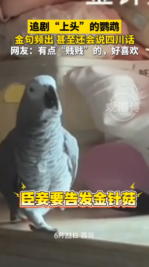 追剧&ldquo;上头&rdquo;的鹦鹉，金句频出，甚至还会说四川话