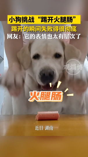 小狗挑战&ldquo;踢开火腿肠&rdquo;，踢开的瞬间失败得很彻底