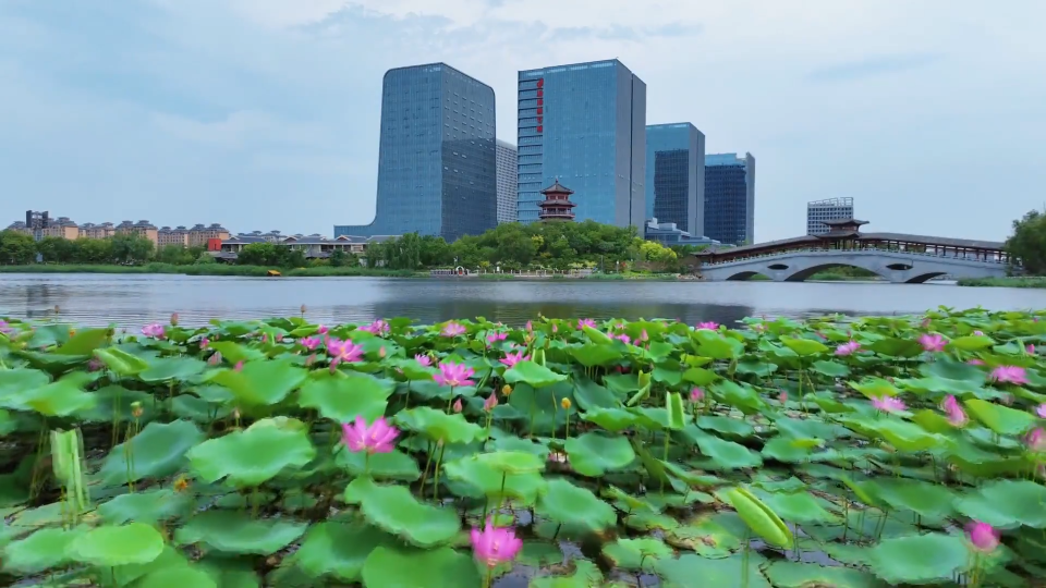 荷花竞绽放 夏日诗意浓