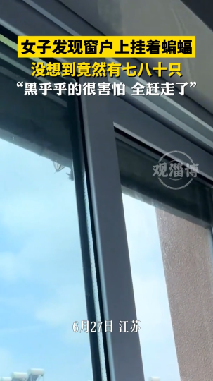 女子发现窗户上挂着蝙蝠，没想到竟然有七八十只