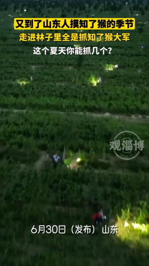 又到了山东人摸知了猴的季节，这个夏天你能抓几个