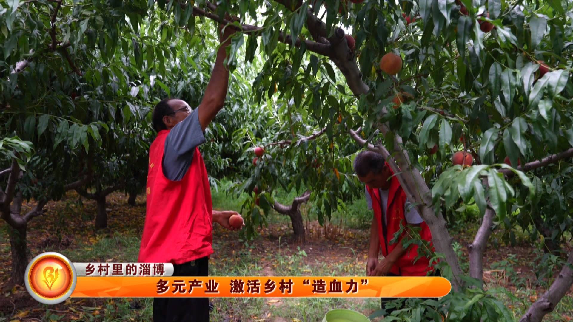 【乡村里的淄博】多元产业 激活乡村“造血力”