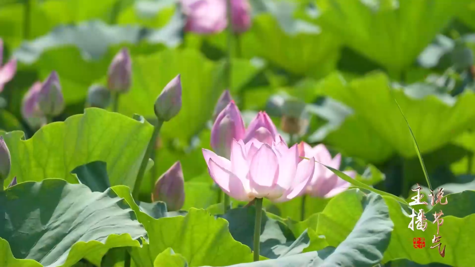 二十四节气•小暑丨瓷光映照鎏金盛夏。