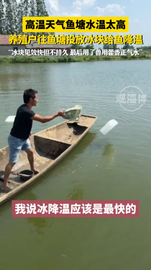 高温天气鱼塘水温太高，养殖户往鱼塘投放冰块给鱼降温