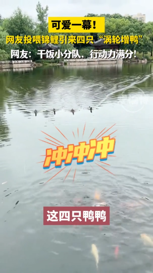 网友投喂锦鲤引来四只“涡轮增鸭”，太可爱了！