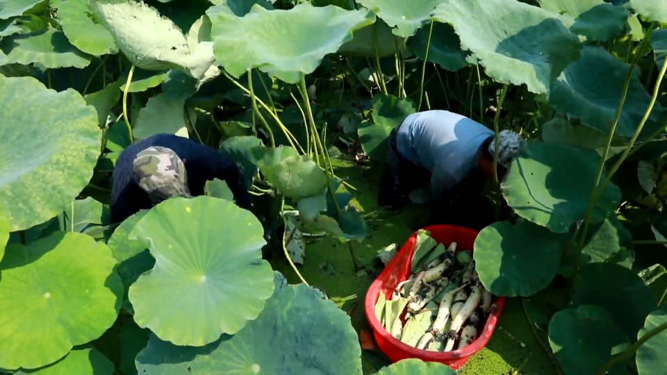 夏日“藕”遇  “莲”通群众致富路
