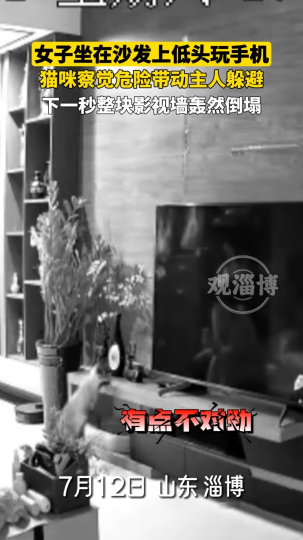 女子坐在沙发上低头玩手机，猫咪察觉危险带动主人躲避