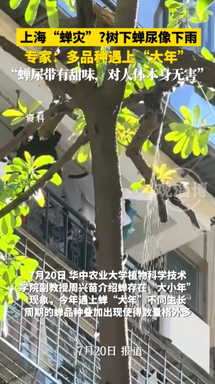 上海蝉尿如下雨，今年的蝉为啥这么多？专家：多品种遇&ldquo;大年&rdquo;