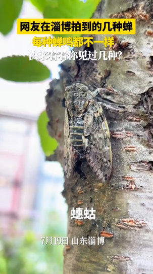 网友在淄博拍到的几种蝉，每种蝉鸣都不一样