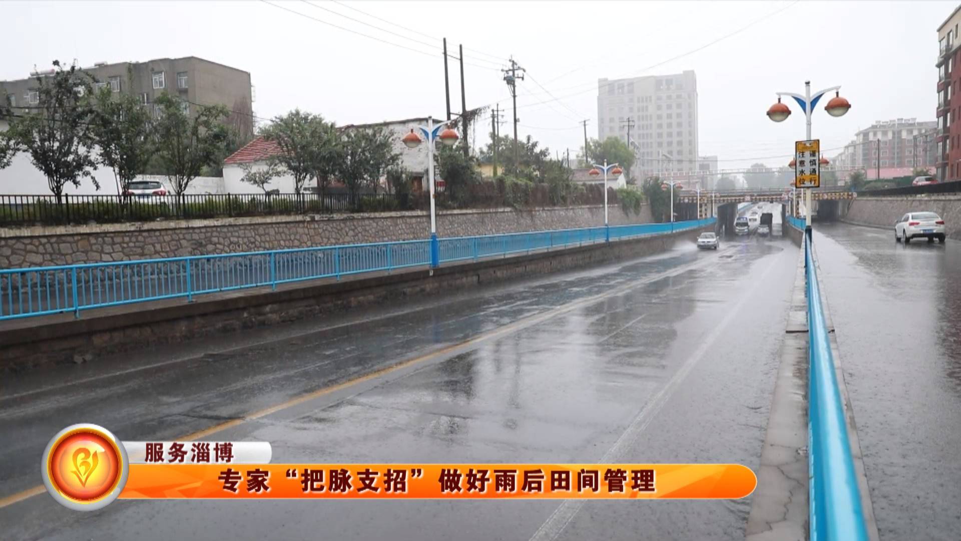 【服务淄博】专家“把脉支招”做好雨后田间管理