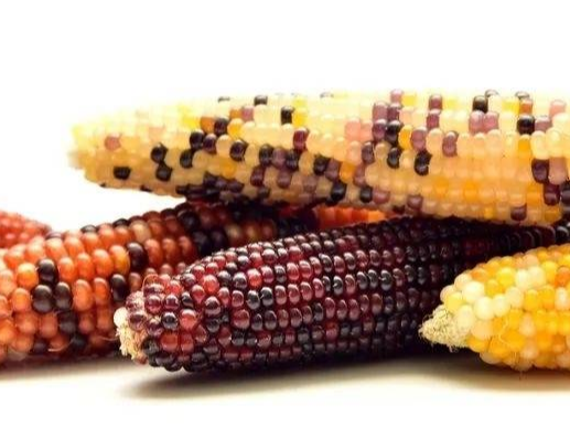 玉米品种那么多到底该如何选择？