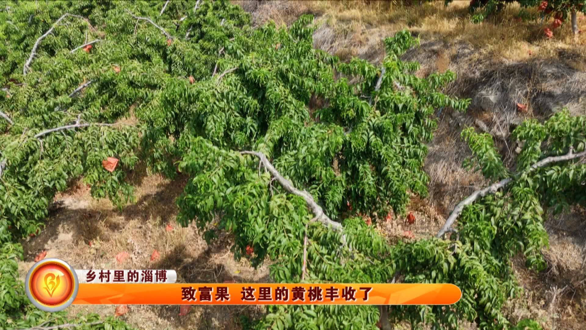 【乡村里的淄博】致富果 这里的黄桃丰收了