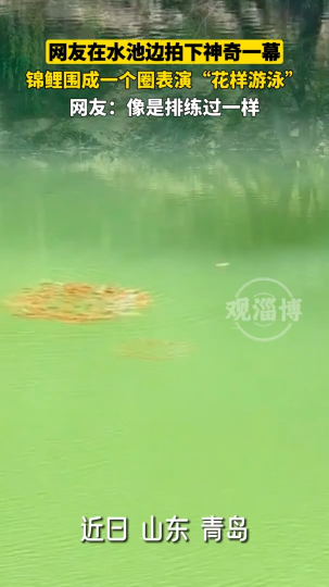 网友拍到水池神奇一幕，锦鲤围成一圈表演&ldquo;花样游泳&rdquo;
