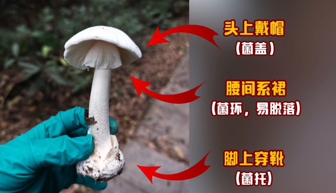 雨后大量出现！别摘、别买、别吃，可致多器官衰竭