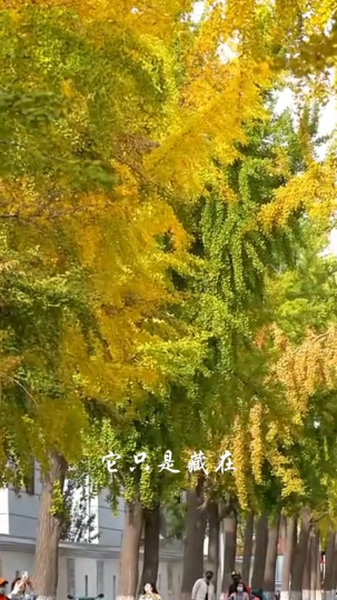 凉风有信，一叶知秋，今日迎来立秋
