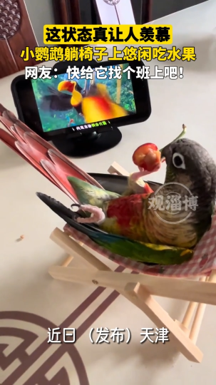 小鹦鹉躺椅子上悠闲吃水果，这状态真让人羡慕